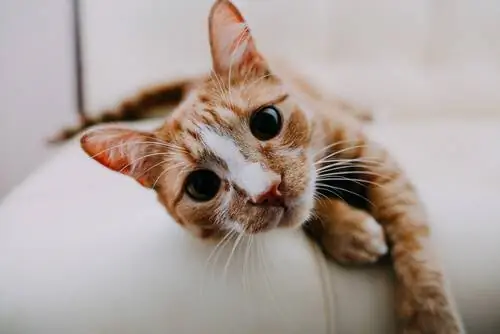 способы дыхания кошек
