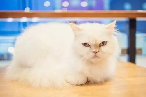 Можно ли дрессировать кошку? Можно ли дрессировать кошку?