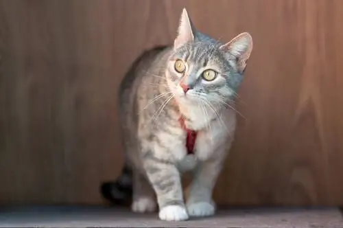 кошачье ожерелье кошачье ожерелье