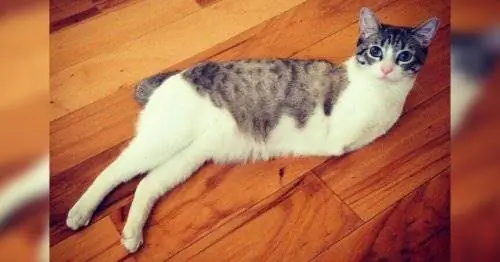 Котенок с двумя ногами и ее трогательная история: кот-динозавр Котенок с двумя ногами и ее трогательная история: кот-динозавр