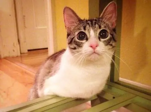 двуногий котенок-2 двуногий котенок-2