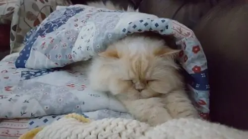 персидская кошка на диване персидская кошка на диване