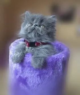 Персидский котенок смотрит в камеру Персидский котенок смотрит в камеру