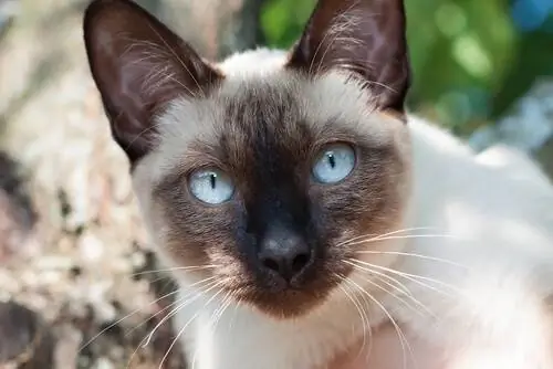 Сиамские кошки, кошачья элегантность Сиамские кошки, кошачья элегантность