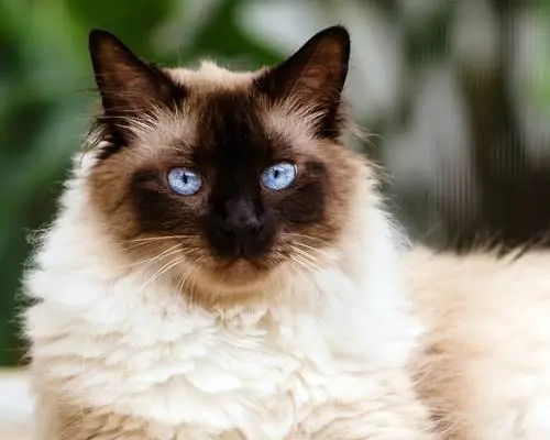 гималайская сиамская кошка гималайская сиамская кошка
