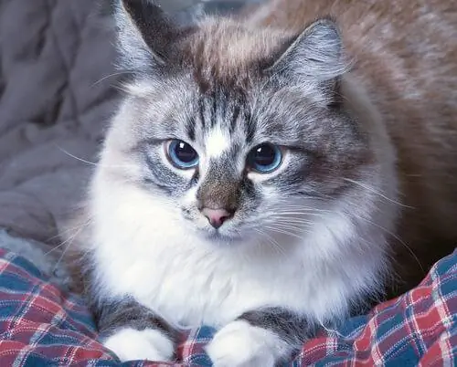 Что делать, когда у кошки рвота