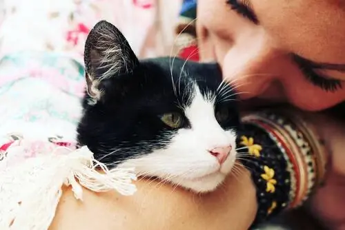Милый котик но любит ли он нас?