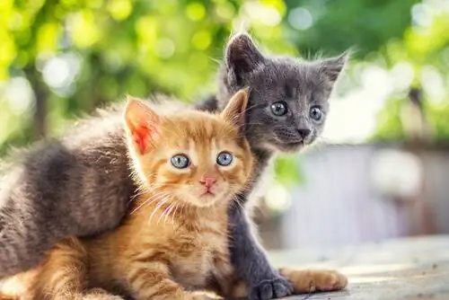 Созданы первые духи с кошачьим запахом