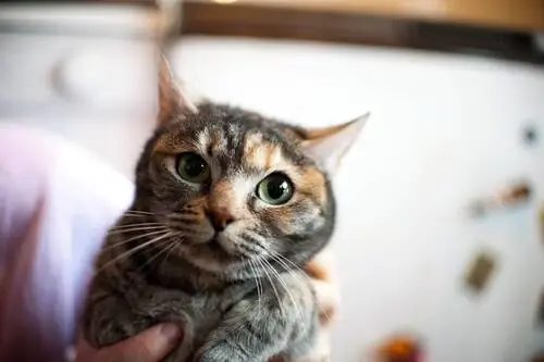 нервный кот