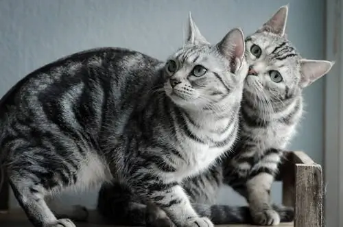 Откройте для себя американскую короткошерстную кошку
