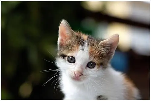 Ухо у собак и кошек Ухо у собак и кошек
