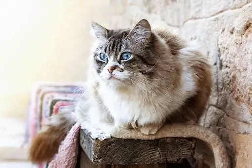 кошка рэгдолл лежит на вершине дерева кошка рэгдолл лежит на вершине дерева