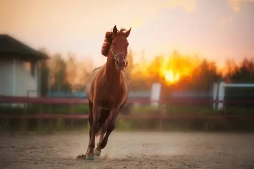 скачущая лошадь