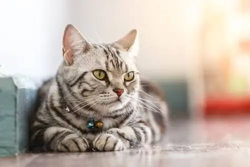 кошка лежит