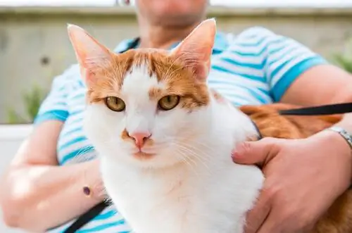 Кот на руках у хозяина Кот на руках у хозяина
