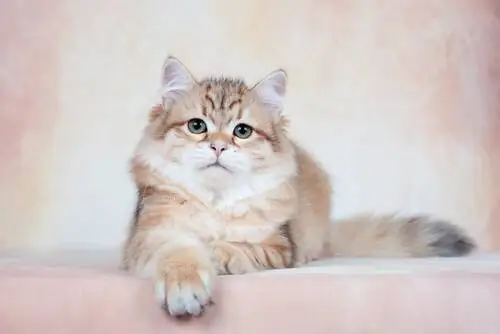 разведение сибирских кошек разведение сибирских кошек