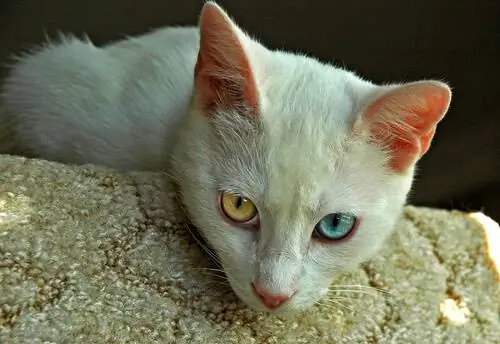 Старейшие породы кошек