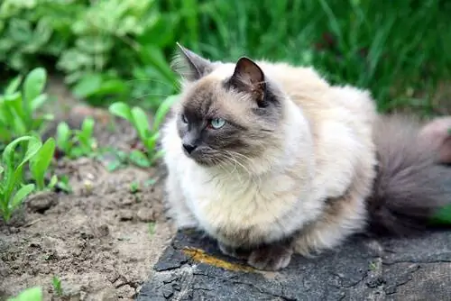 кошка в саду кошка в саду