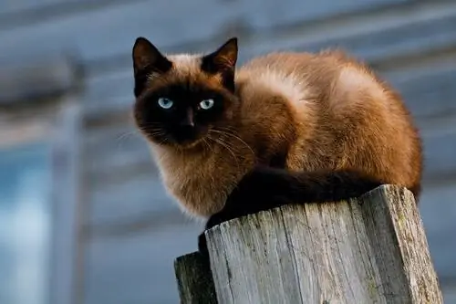 сиамская кошка на столбе сиамская кошка на столбе