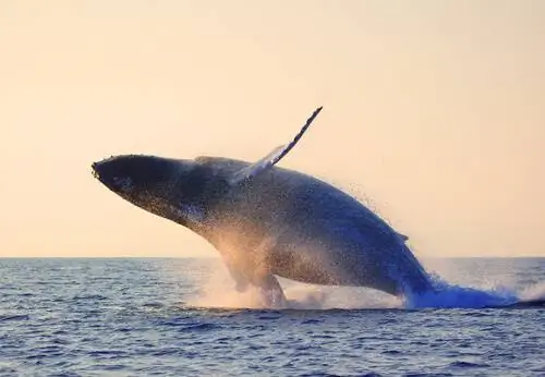 Кит прыгает в море Кит прыгает в море