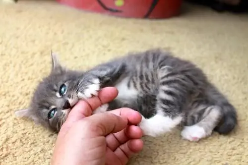 Кошка кусает человека за руку Кошка кусает человека за руку