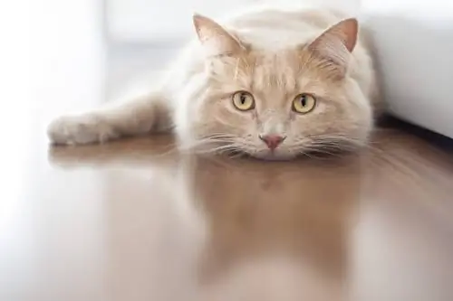 Симптомы болезни у кошек Симптомы болезни у кошек
