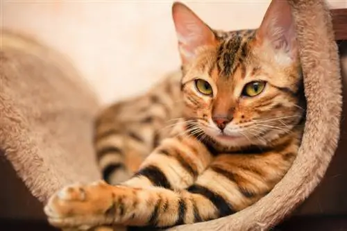 кот кот