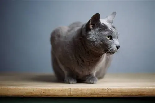 русский синий 2