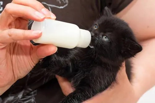 кот пьет молоко 2