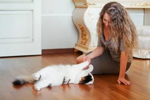 депрессия у кошек 3 депрессия у кошек 3