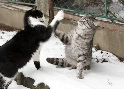 коты дерутся 2 коты дерутся 2