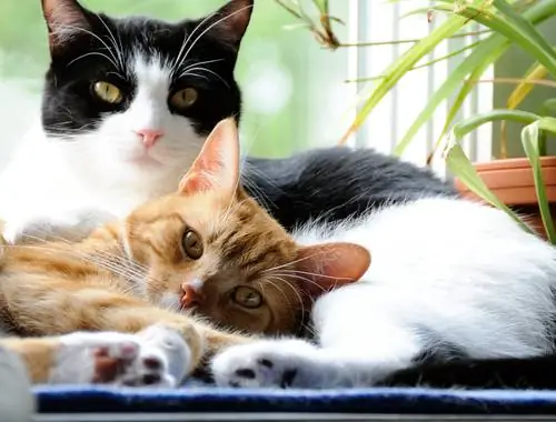 кошки кошки