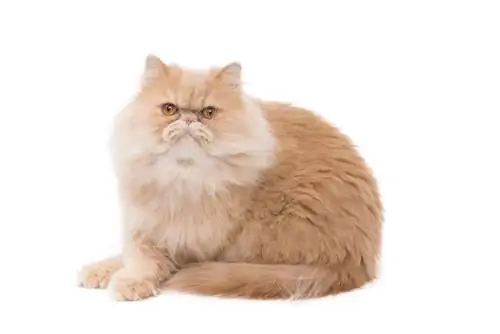 Породы кошек: персидская кошка Породы кошек: персидская кошка