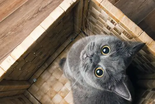 Любопытные вещи о кошках
