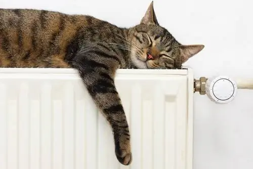 спящий кот