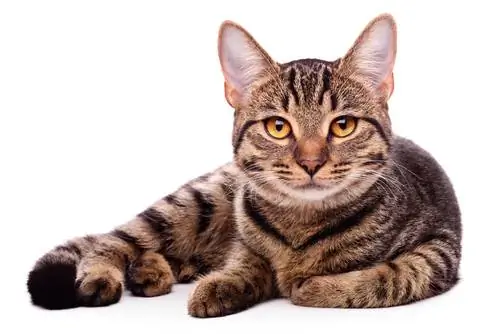кошка 2