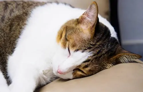 Кошки, которые выходят из дома: следите за дегельминтизацией