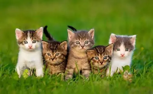 котята котята