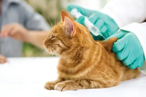 кошачья вакцина кошачья вакцина