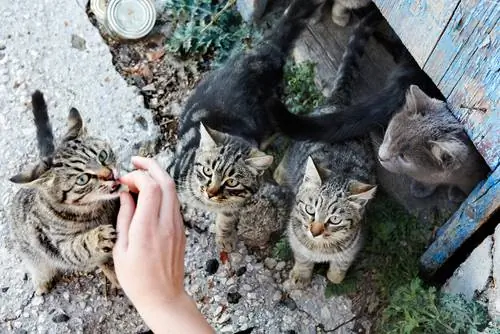 умные коты 2 умные коты 2