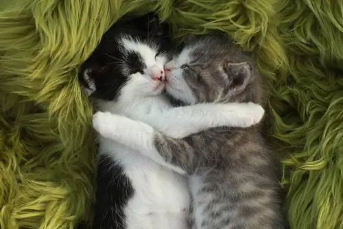 спящие кошки спящие кошки
