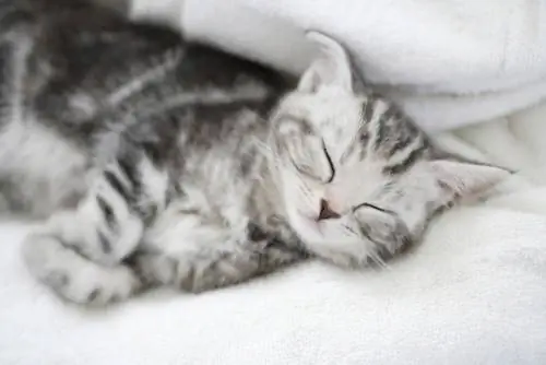спящий кот спящий кот