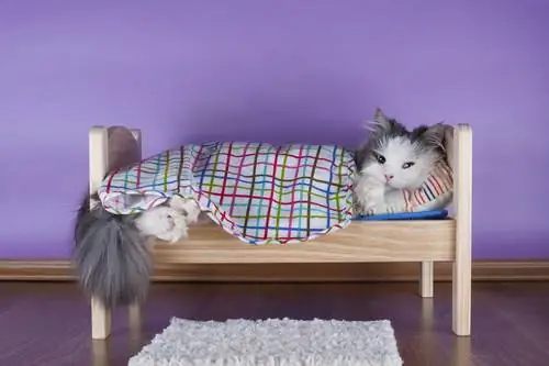 кошачья кровать кошачья кровать