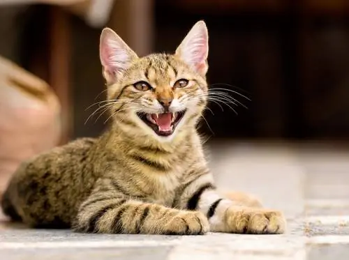 мяукающая кошка мяукающая кошка