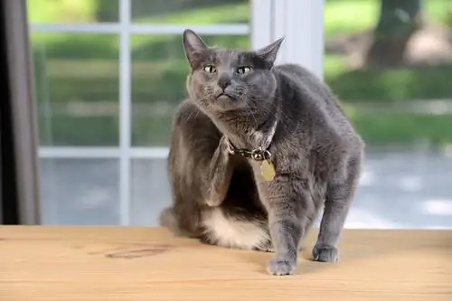 кошачьи царапины кошачьи царапины
