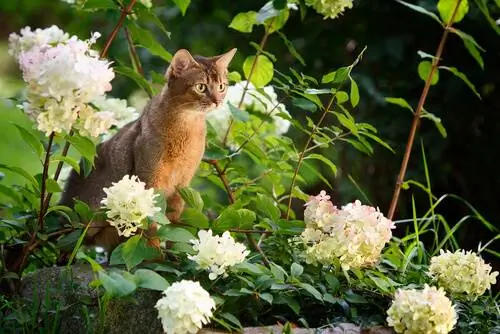 Абиссинец, кот с любопытным взглядом