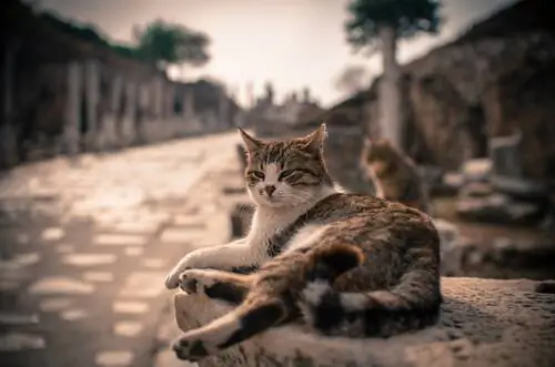 кот