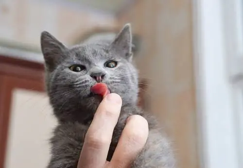 кошка лижет кошка лижет