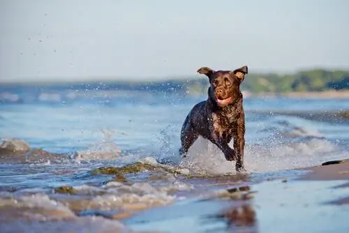собака в воде собака в воде