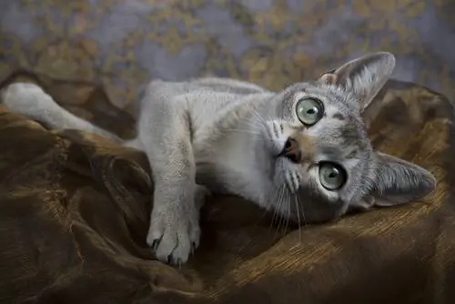 сингапурская кошка